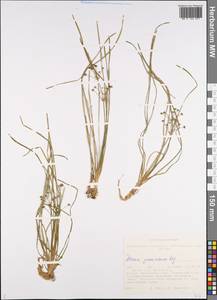 Alisma gramineum Lej., Siberia, Altai & Sayany Mountains (S2) (Russia)