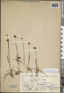 Luzula multiflora subsp. sibirica V. I. Krecz., Siberia, Baikal & Transbaikal region (S4) (Russia)