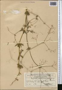 Galium pseudorivale Tzvelev, Middle Asia, Western Tian Shan & Karatau (M3) (Kazakhstan)