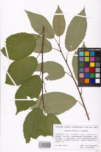 Prunus avium (L.) L., Eastern Europe, Moscow region (E4a) (Russia)