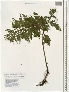 Lycopus exaltatus L.fil., Caucasus, Stavropol Krai, Karachay-Cherkessia & Kabardino-Balkaria (K1b) (Russia)