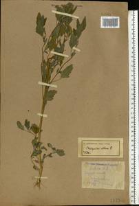 Chenopodium album L., Eastern Europe (no precise locality) (E0) (Not classified)