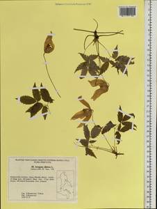 Clematis sibirica (L.) Mill., Siberia, Russian Far East (S6) (Russia)