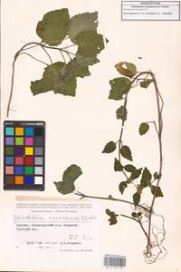 Lamium galeobdolon (L.) L., Caucasus, Georgia (K4) (Georgia)