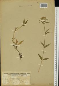 Dianthus barbatus, Eastern Europe, Volga-Kama region (E7) (Russia)