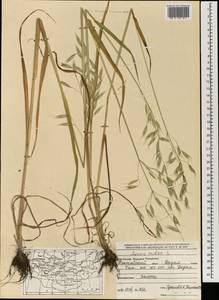 Avena sativa L., Mongolia (MONG) (Mongolia)