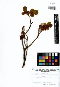 Salix vestita Pursh, Siberia, Baikal & Transbaikal region (S4) (Russia)