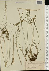 Poa pratensis L., Eastern Europe, Moscow region (E4a) (Russia)