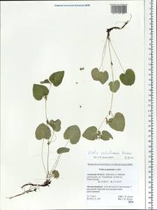 Viola sacchalinensis H. Boissieu, Siberia, Russian Far East (S6) (Russia)