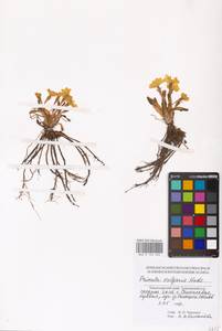 Primula vulgaris Huds., Caucasus, Black Sea Shore (from Novorossiysk to Adler) (K3) (Russia)