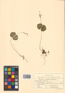 Neottia puberula var. puberula, Siberia, Russian Far East (S6) (Russia)