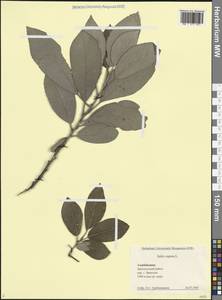 Salix caprea L., Caucasus, Azerbaijan (K6) (Azerbaijan)