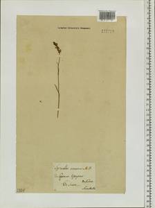 Spiranthes australis (R.Br.) Lindl., Siberia, Baikal & Transbaikal region (S4) (Russia)