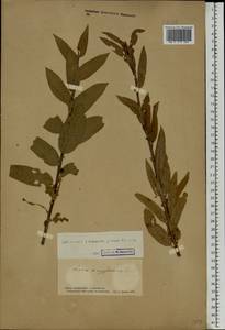 Salix triandra L., Eastern Europe, South Ukrainian region (E12) (Ukraine)