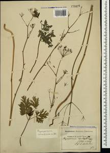 Physospermum cornubiense (L.) DC., Crimea (KRYM) (Russia)