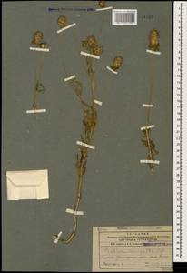 Lomelosia micrantha (Desf.) Greuter & Burdet, Caucasus, Armenia (K5) (Armenia)