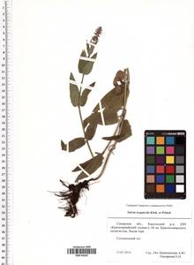 Salvia nemorosa subsp. pseudosylvestris (Stapf) Bornm., Eastern Europe, Middle Volga region (E8) (Russia)