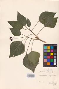 Hedera helix L., Eastern Europe, West Ukrainian region (E13) (Ukraine)