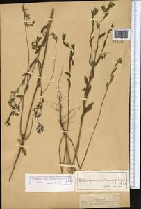 Buglossoides tenuiflora (L. fil.) I. M. Johnst., Middle Asia, Dzungarian Alatau & Tarbagatai (M5) (Kazakhstan)