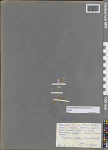 Parrya nudicaulis (L.) Regel, Siberia, Central Siberia (S3) (Russia)