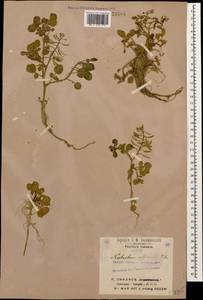 Nasturtium officinale W.T. Aiton, Caucasus, Georgia (K4) (Georgia)