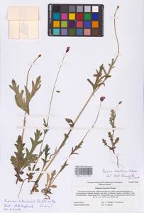 Papaver laevigatum M.Bieb., Eastern Europe, Lower Volga region (E9) (Russia)
