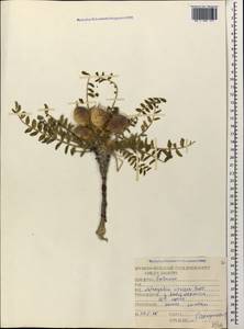 Astragalus utriger Pall., Caucasus, Black Sea Shore (from Novorossiysk to Adler) (K3) (Russia)