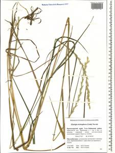 Thinopyrum intermedium subsp. intermedium, Caucasus, Krasnodar Krai & Adygea (K1a) (Russia)