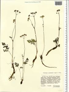 Tilingia ajanensis Regel & Tiling, Siberia, Russian Far East (S6) (Russia)