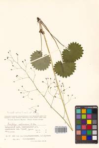 Micranthes nelsoniana subsp. aestivalis (Fisch. & C. A. Mey.) Elven & D. F. Murray, Siberia, Russian Far East (S6) (Russia)