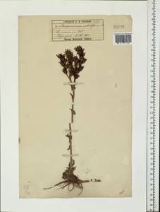 Sempervivum globiferum subsp. globiferum, Eastern Europe, Moscow region (E4a) (Russia)