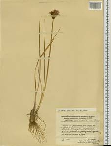 Allium maximowiczii Regel, Siberia, Russian Far East (S6) (Russia)