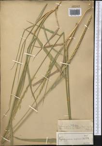 Elymus repens (L.) Gould, Middle Asia, Muyunkumy, Balkhash & Betpak-Dala (M9) (Kazakhstan)