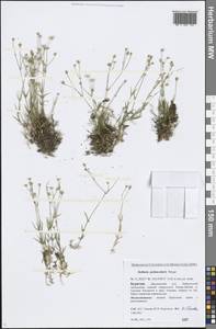 Stellaria peduncularis Bunge, Siberia, Baikal & Transbaikal region (S4) (Russia)