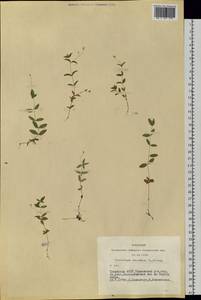 Moehringia lateriflora (L.) Fenzl, Siberia, Altai & Sayany Mountains (S2) (Russia)
