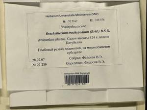 Brachytheciastrum trachypodium (Brid.) Ignatov & Huttunen, Bryophytes, Bryophytes - Krasnoyarsk Krai, Tyva & Khakassia (B17) (Russia)