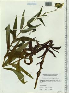 Arnica sachalinensis (Regel) A. Gray, Siberia, Russian Far East (S6) (Russia)