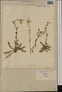 Sinapis alba L., Western Europe (EUR) (Italy)