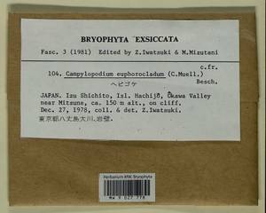 Campylopodium capillaceum (Hook. f. & Wilson) Fife, Bryophytes, Bryophytes - Asia (outside ex-Soviet states) (BAs) (Japan)