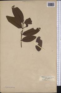 Psidium guajava L., America (AMER) (Not classified)
