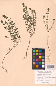 MHA 0 161 743, Euphrasia stricta J.P.Wolff ex J.F.Lehm., Eastern Europe, Central region (E4) (Russia)
