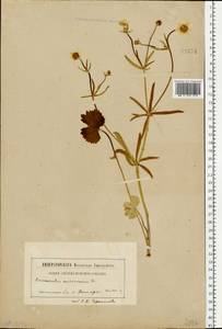 Ranunculus auricomus L., Eastern Europe, Northern region (E1) (Russia)