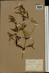 Lathyrus pratensis L., Eastern Europe, North Ukrainian region (E11) (Ukraine)