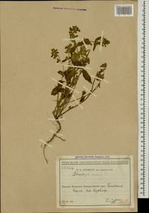 Stachys annua (L.) L., Caucasus, Black Sea Shore (from Novorossiysk to Adler) (K3) (Russia)