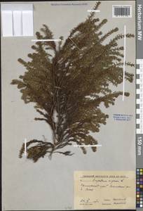 Empetrum nigrum L., Siberia, Russian Far East (S6) (Russia)