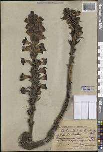 Cistanche ambigua (Bunge) Beck, Middle Asia, Karakum (M6) (Turkmenistan)