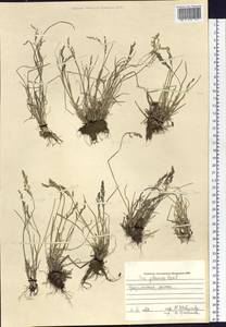 Poa glauca Vahl, Siberia, Baikal & Transbaikal region (S4) (Russia)