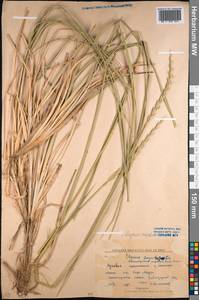 Leymus angustus (Trin.) Pilg., Middle Asia, Northern & Central Kazakhstan (M10) (Kazakhstan)