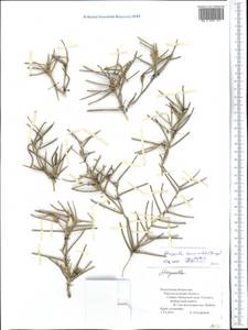 Malcolmia scorpioides (Bunge) Boiss., Middle Asia, Caspian Ustyurt & Northern Aralia (M8) (Kazakhstan)