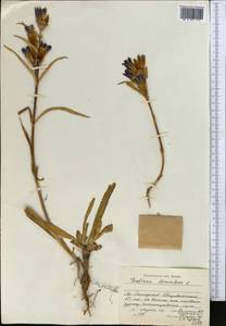 Gentiana decumbens L. fil., Middle Asia, Dzungarian Alatau & Tarbagatai (M5) (Kazakhstan)